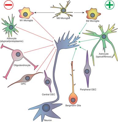 Glial Cell-Axonal Growth Cone Interactions in Neurodevelopment and Regeneration